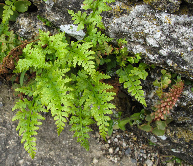 Asplenium5b