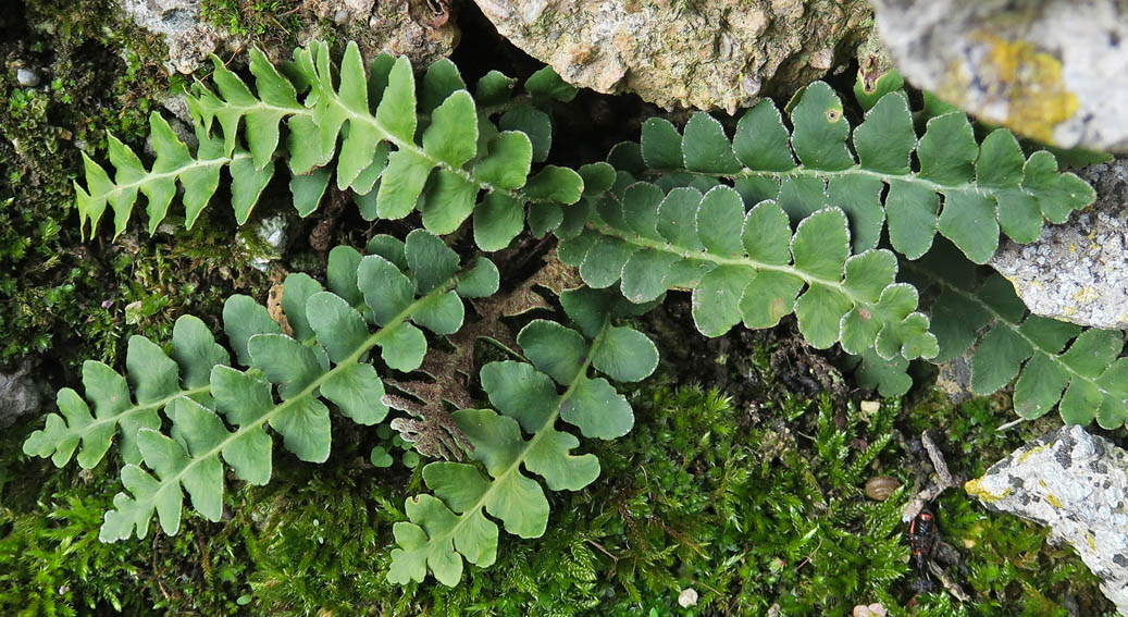 Asplenium9a