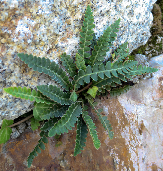 Asplenium10