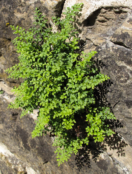 Asplenium6