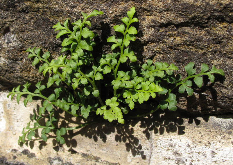 Asplenium7a