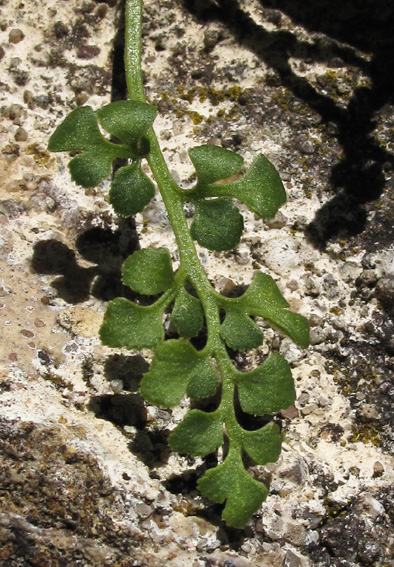 Asplenium7b