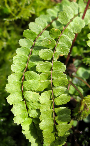 asplenium2