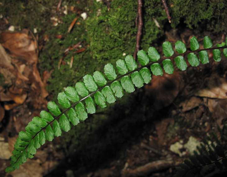 Asplenium1b