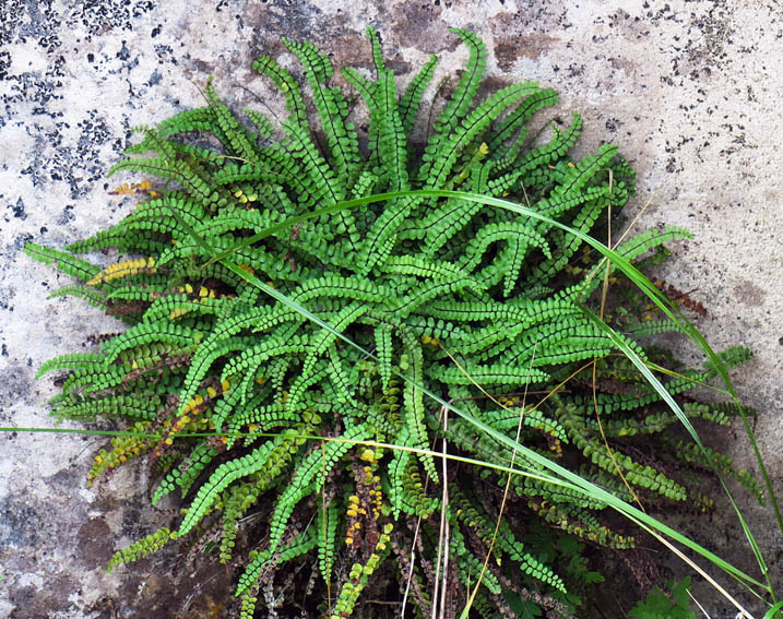 Asplenium1a