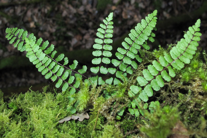 Asplenium1