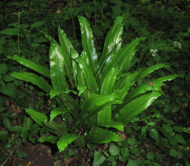 Asplenium8