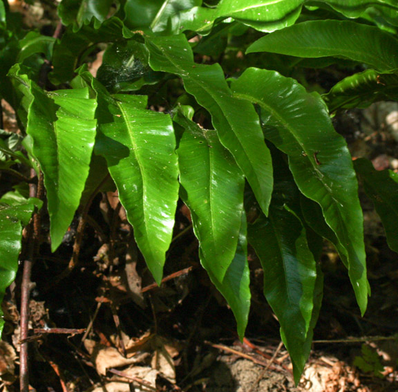 Asplenium9