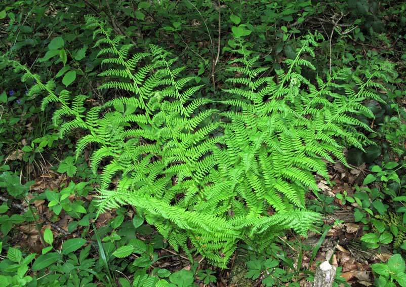 Athyrium1
