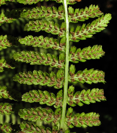 Athyrium3a