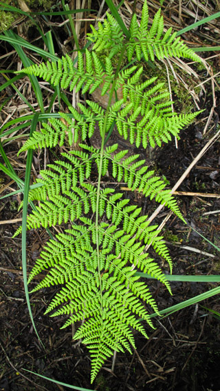 Athyrium2