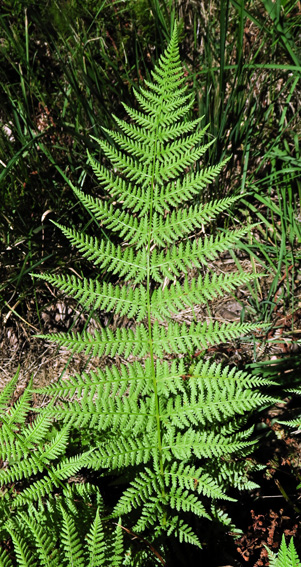 Athyrium3