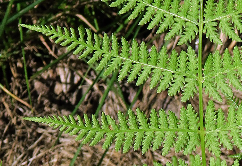 Athyrium3c
