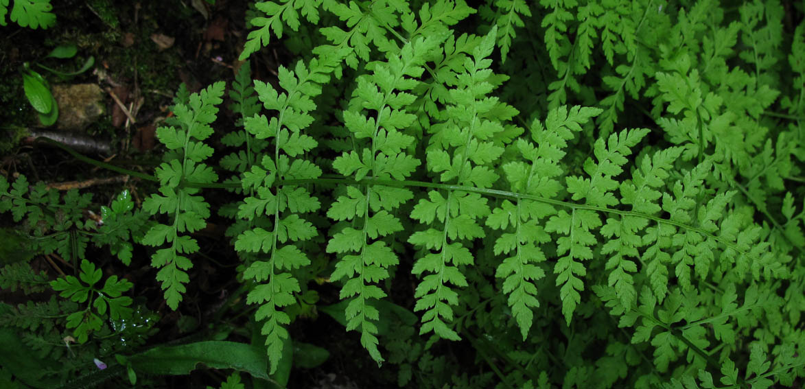 Athyrium5