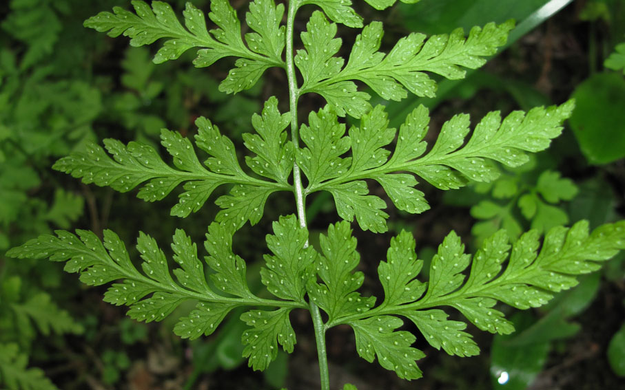 Athyrium6