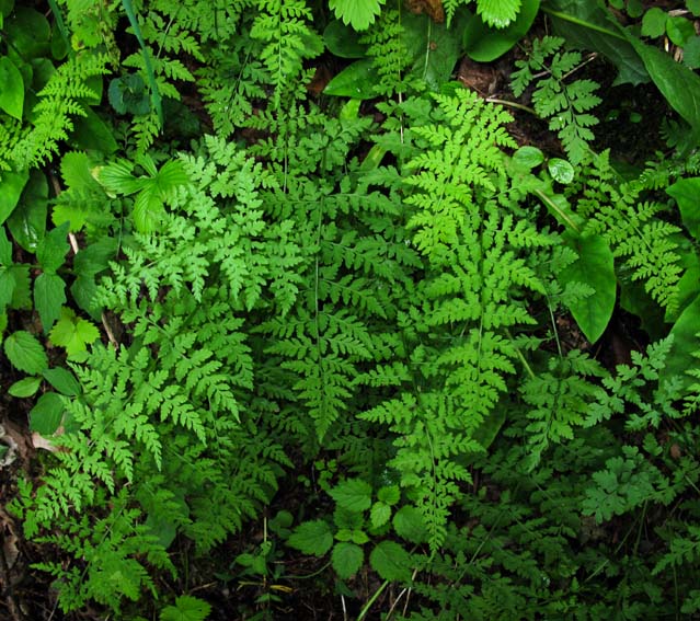 Athyrium4
