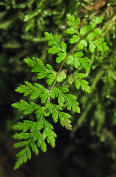 Cystopteris5