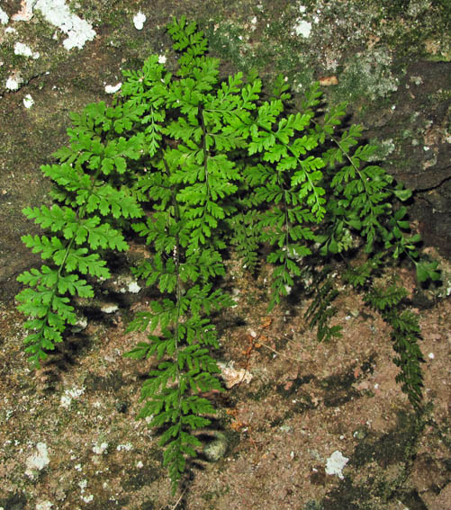 Cystopteris4