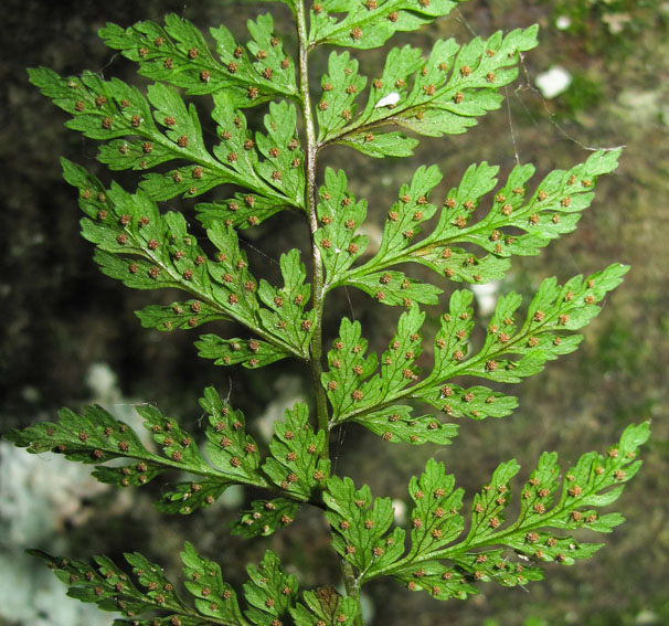 Cystopteris6