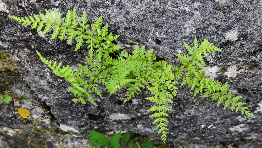 Cystopteris7