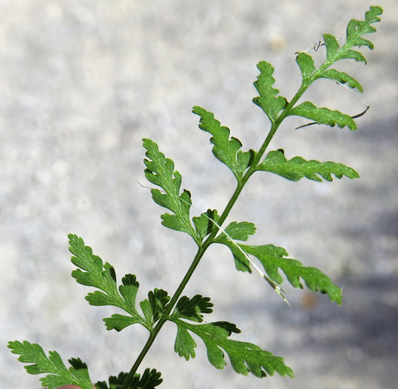 Cystopteris8