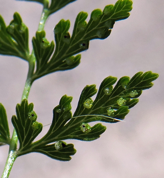 Cystopteris9