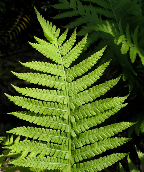 Matteucia3