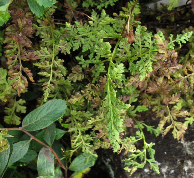Woodsia1