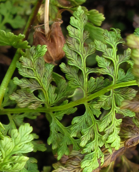 Woodsia2