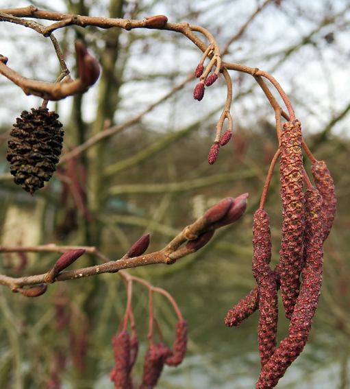 Alnus2a