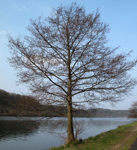 Alnus0