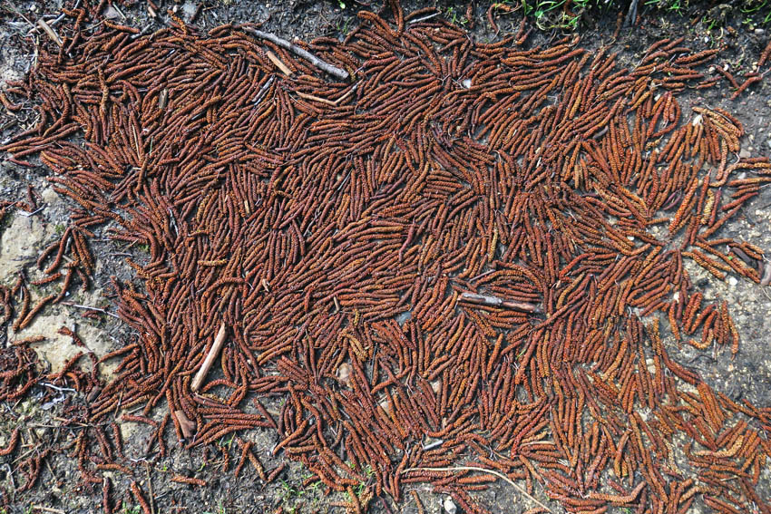 Alnus4a