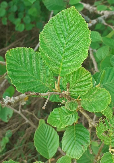 Alnus20