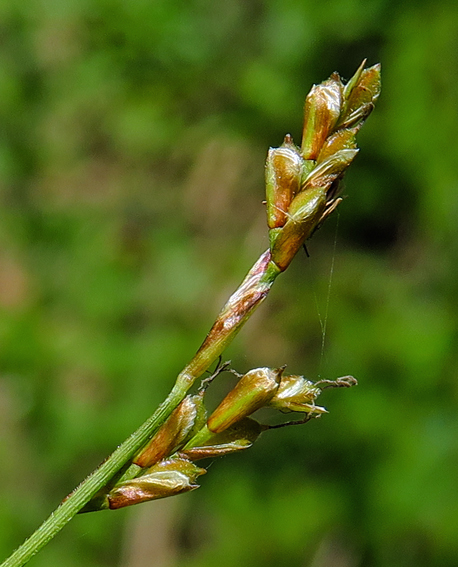 Carex7a
