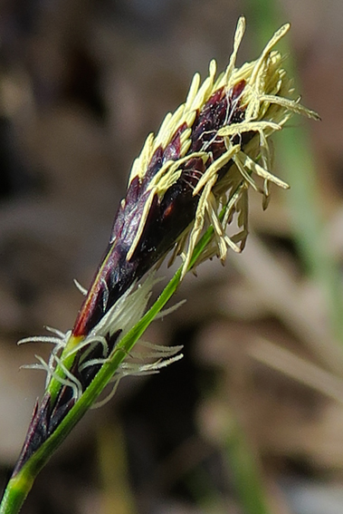 Carex1e