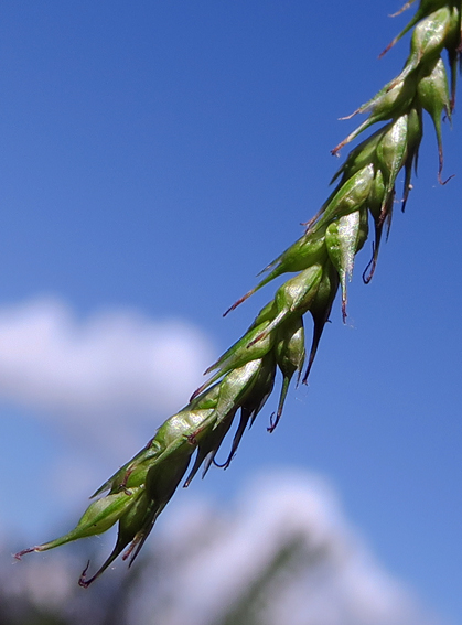 Carex10g