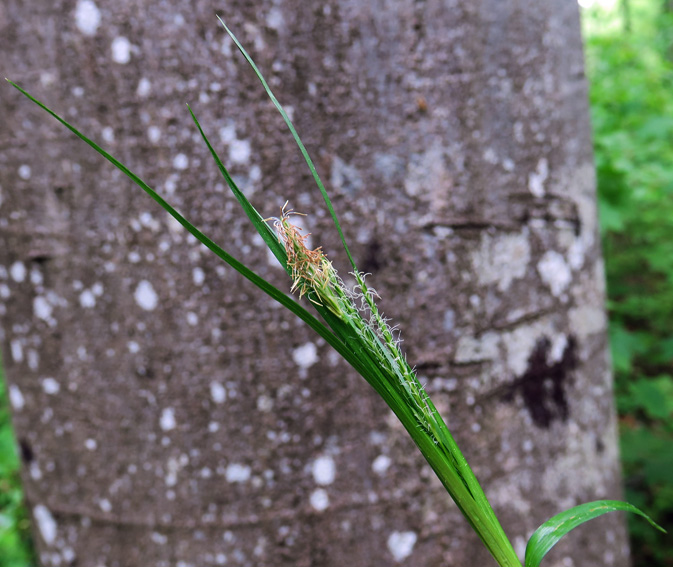 Carex10d
