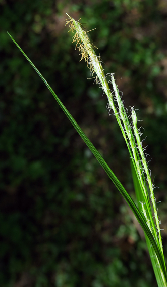 Carex9
