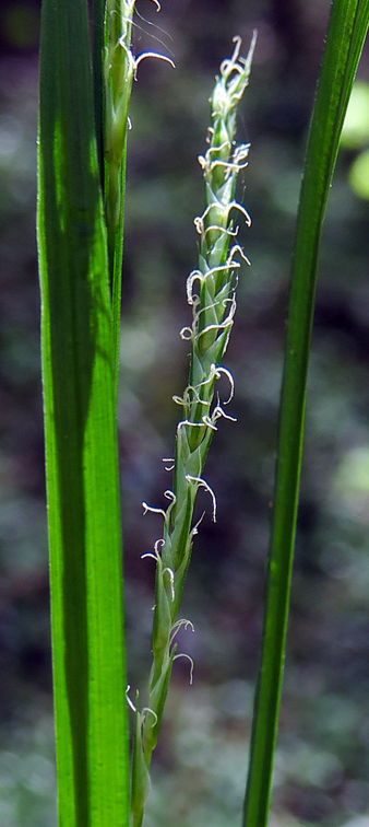 Carex10a