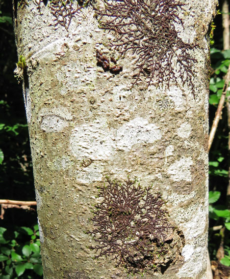 Carpinus7