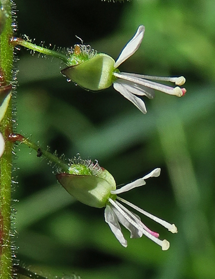 Circaeae6