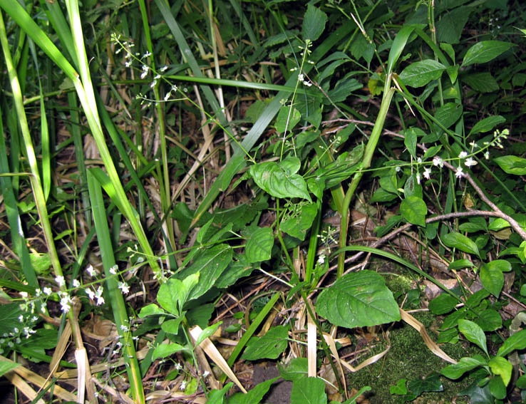 Circaea1