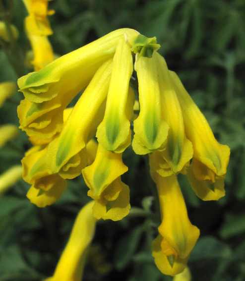 Corydalis11