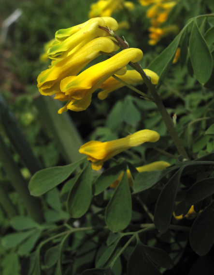 Corydalis10