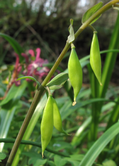 Corydalis6