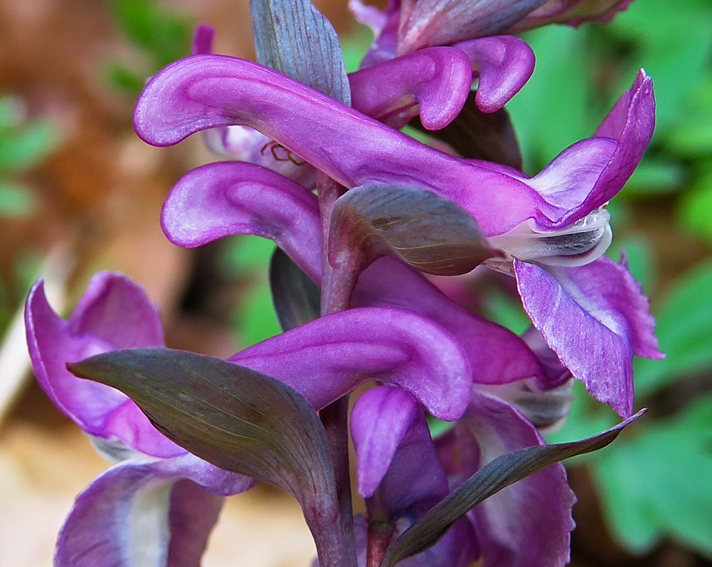 Corydalis5c