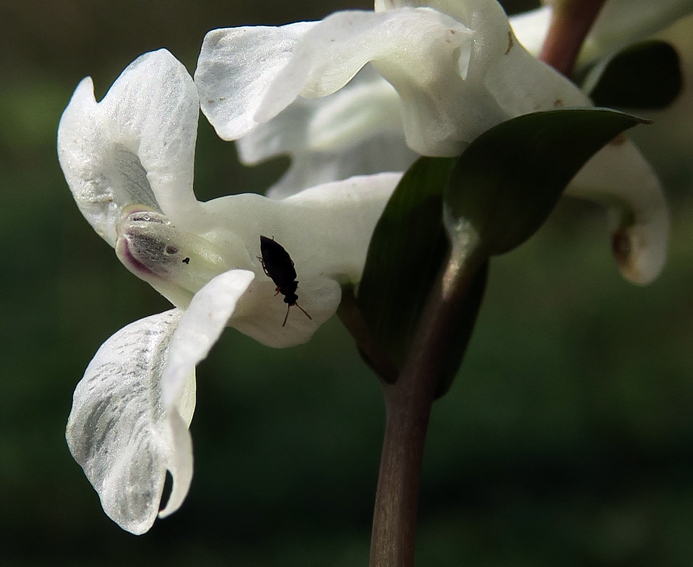 corydalis4