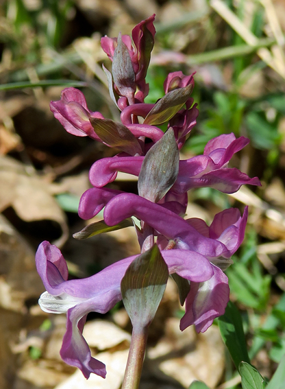 Corydalis1