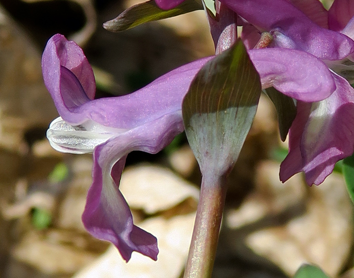 Corydalis5b