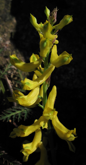 Corydalis13